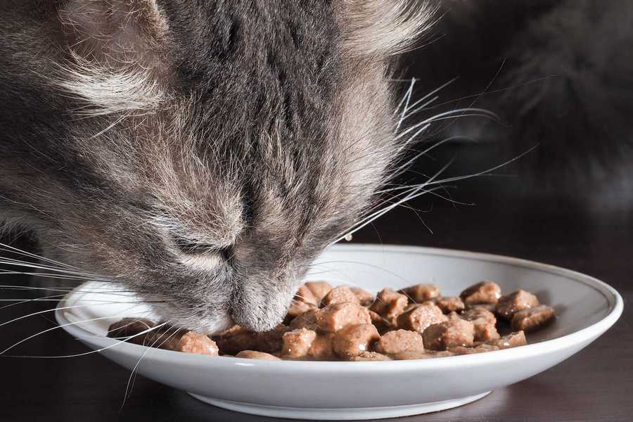 The Importance of Specialized Cat Food for Renal Health
