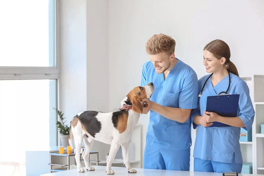 Understanding the Services Offered by Pet Hospitals