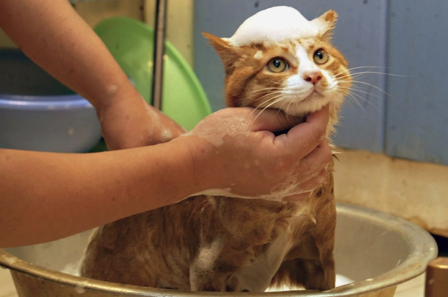 Choosing a Suitable Shampoo for Cats