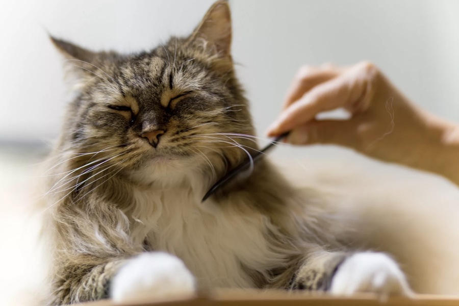 The Impact of Grooming on Cat Photography: Enhancing Every Shot